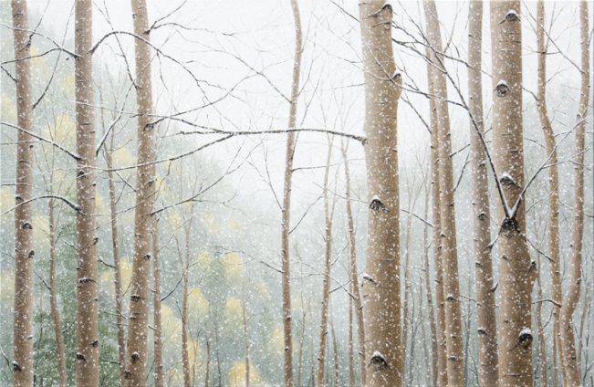 Snow Falling on Aspens